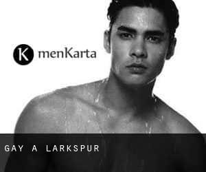 Gay a Larkspur